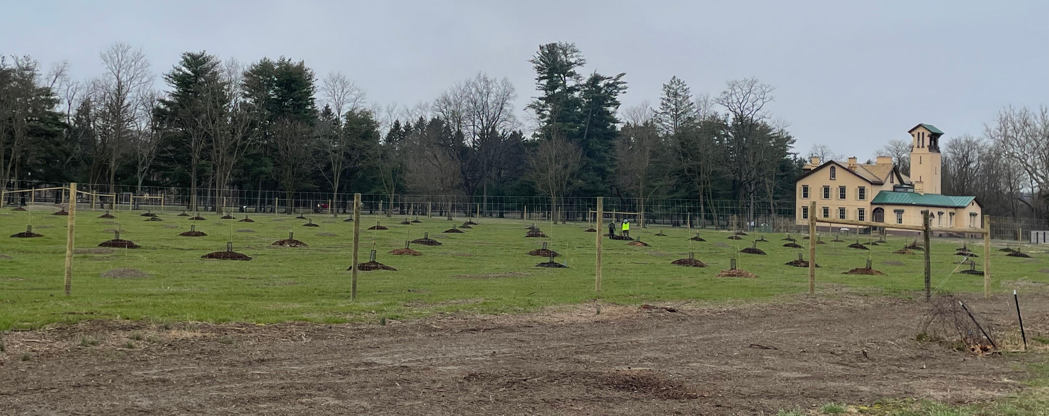 A fence surrounds an orchard of young trees, planted in rows in soil mounds. A 2.5 story mansion with a tower is in the back right.