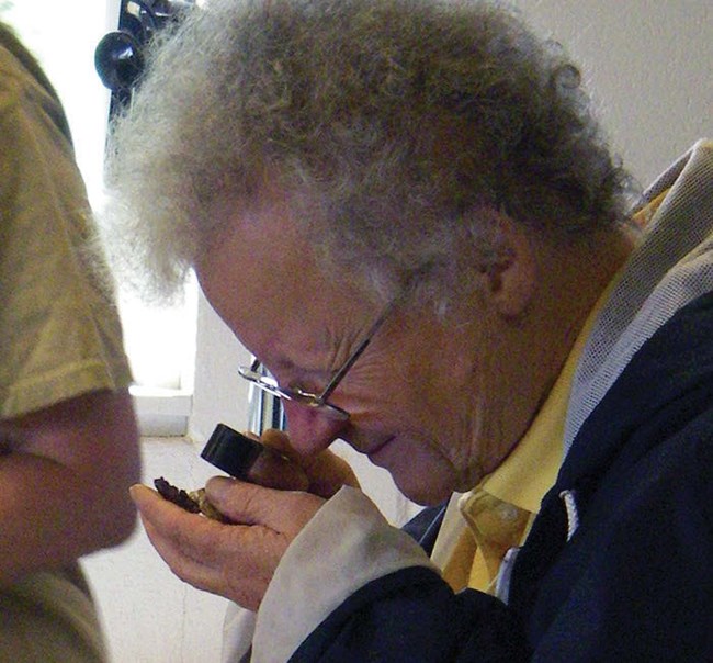 Entomologist Anna Gerenday using a hand lens to examine a mushroom species.