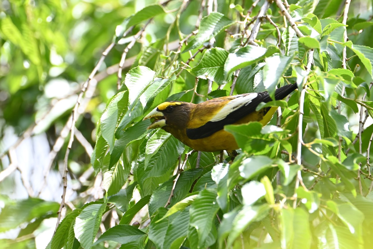 A yellow and black bird with a large beak perches on a leafy branch with a fruit in its beak.