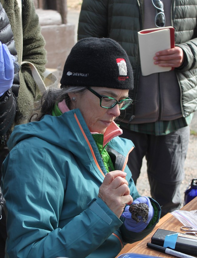 Erin Muths holding and observing a Boreal Toad