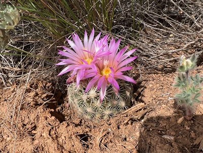 Escobaria vivipara in bloom in Parashant Round cactus in bloom with two large purple flowers