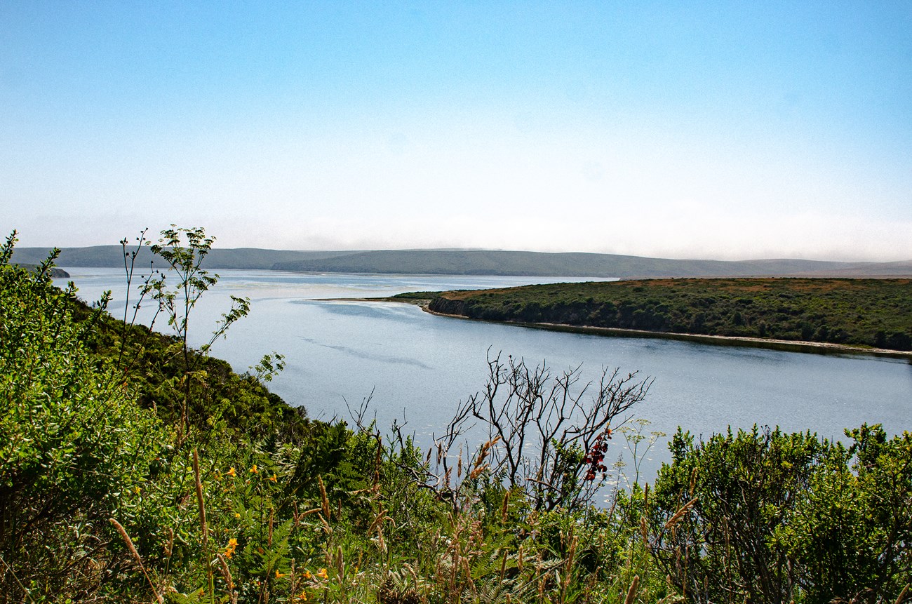 More inland part of Drake's Estero Drakes Estero is in full view, glimmering blue in a slightly cloudy sky. In the foreground are various shrubs and bushes with orange flowers, framing the water are the cliffs of Point Reyes