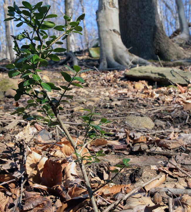 A tree seedling with bright green leaves on a forest floor