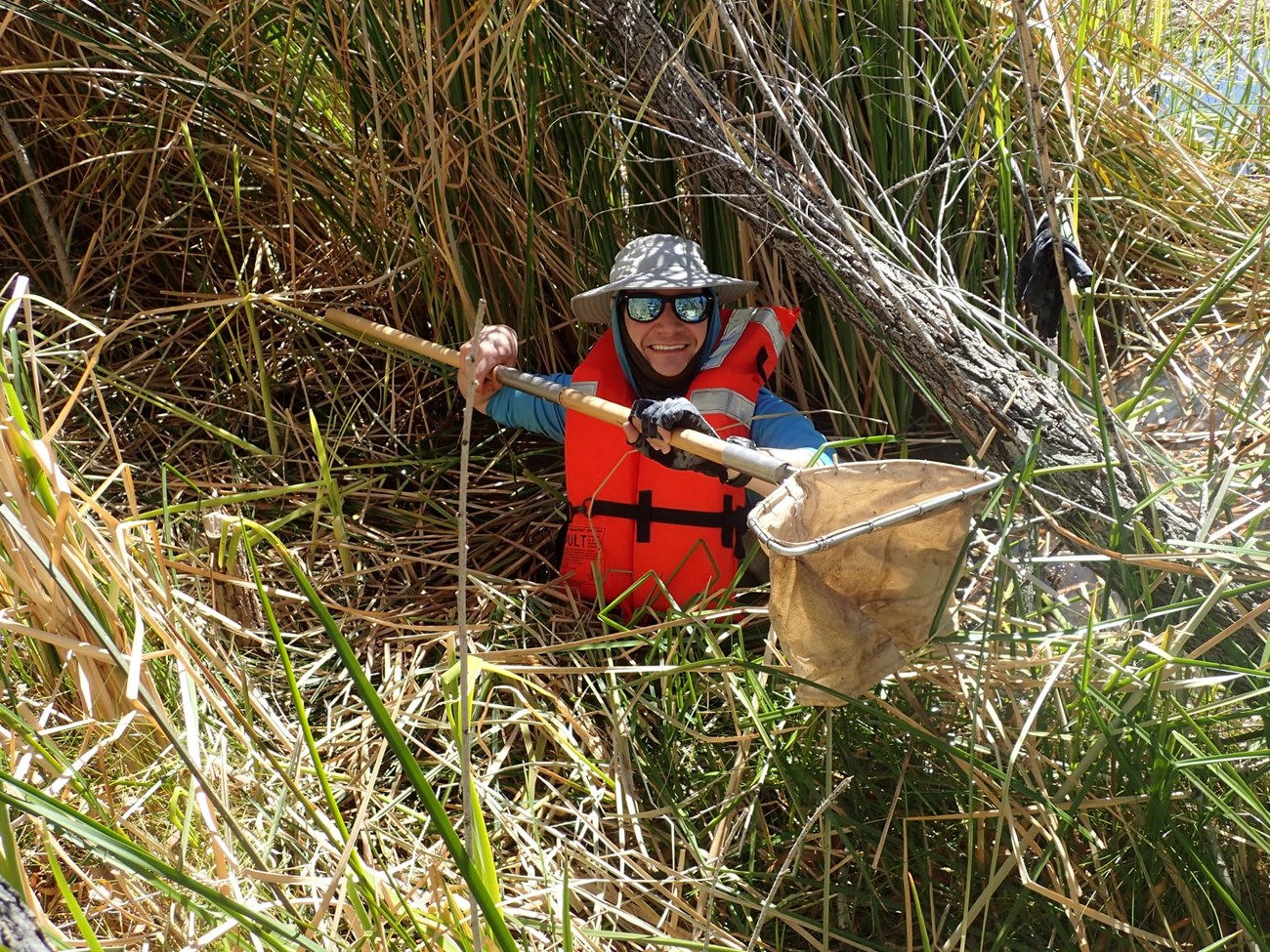 Man wearing hat to screen the sun and a life vest stands waist-deep in water, surrounged by wetland plants and holding the handle of a net for sampling aquatic invertebrates.