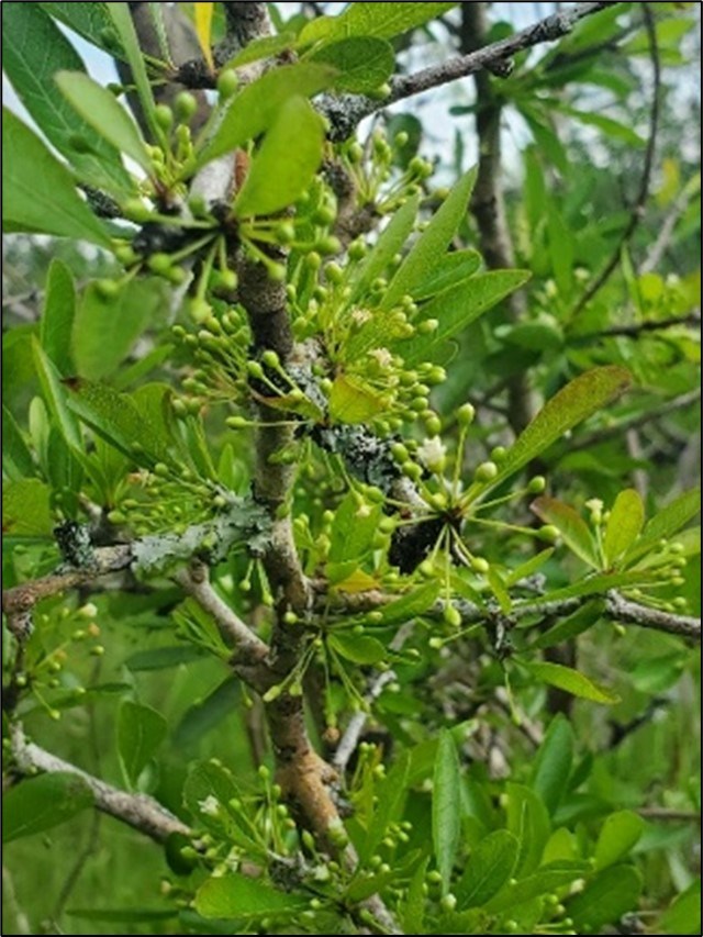 Everglades Bully or Florida Bully? Plant stems with green leaves. Undersides of the leaves do not have a fuzzy/hairy appearance.