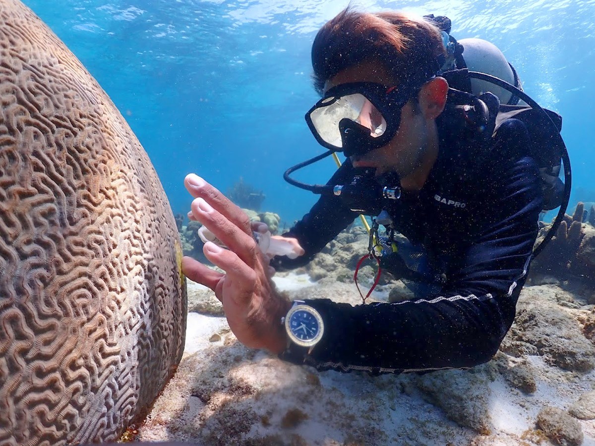 A diver in a dark wetsuit with a large watch on his wrist applies antibiotic to a big, brown, round, brain coral. He is underwater in a blue ocean.