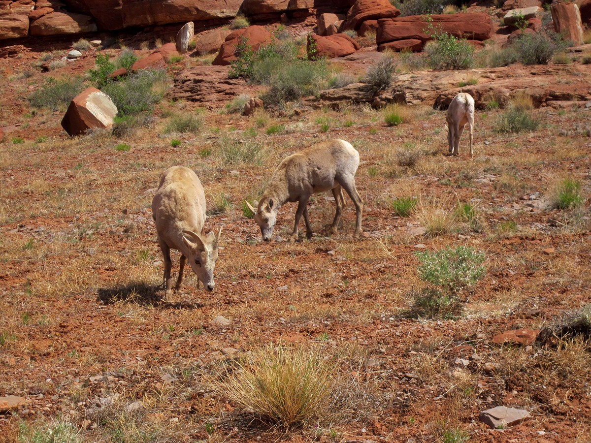 Three desert bighorn sheep ewes feed on bright green plants in red soil. Large, dark red rocks are in the background.