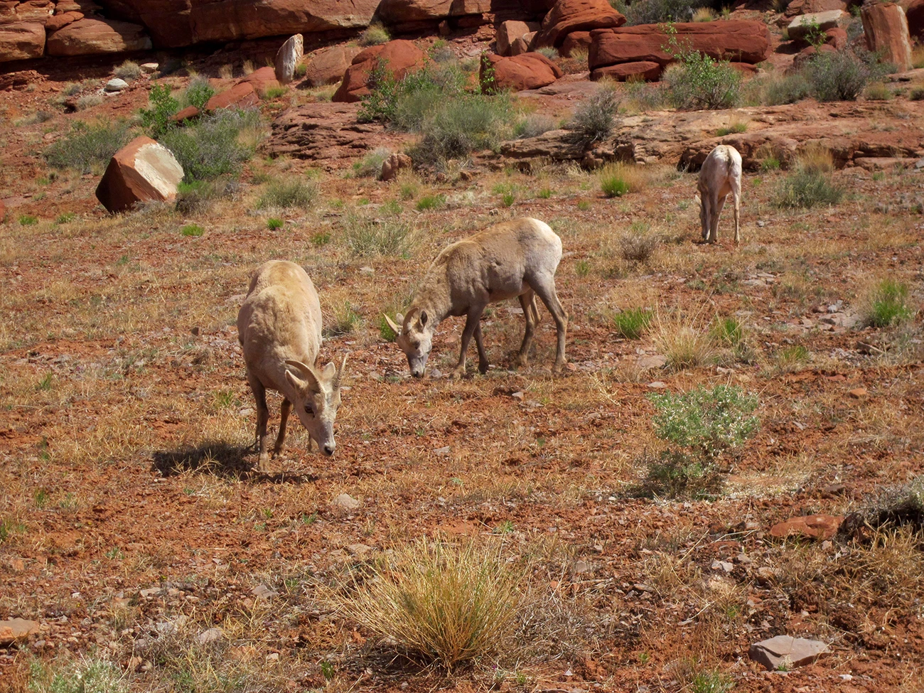 Grazing, pregnant ewes Three desert bighorn sheep ewes feed on bright green plants in red soil. Large, dark red rocks are in the background.