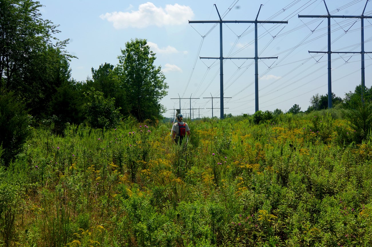 The grasslands underneath the power lines at Manassas National Battlefield Park