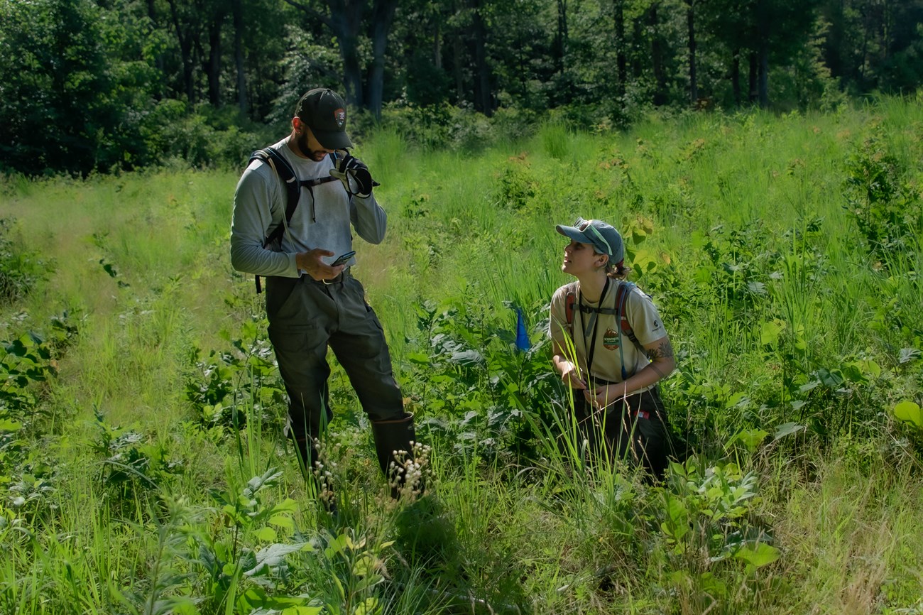 Analyzing study plots in a grassland in Deep Cut Analyzing study plots in a grassland in the Deep Cut area of Manassas National Battlefield Park