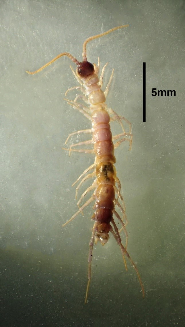 F Zygethobius dolichopus a female Zygethobius dolichopus centipede