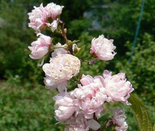 A cluster of light pink flowers in a green garden.