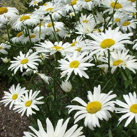 White flowers with yellow centers.