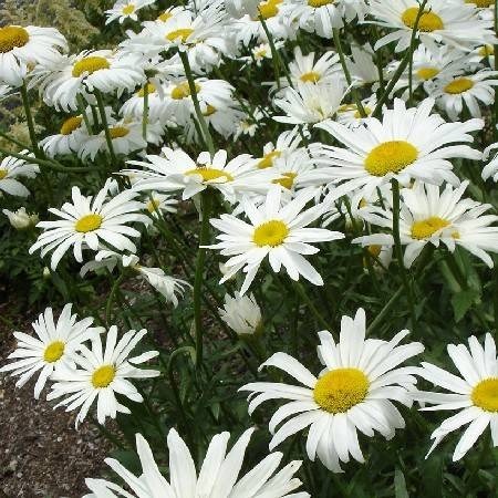 Shasta daisy White flowers with yellow centers.