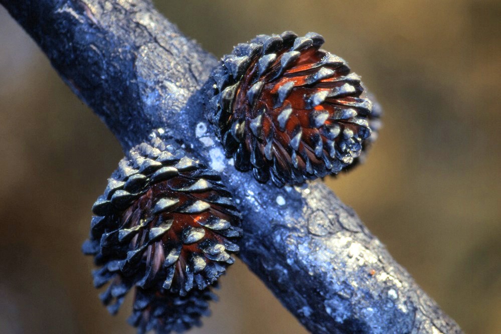 Opened Bishop pine cones, blackened on the outside, and orange on the inside.