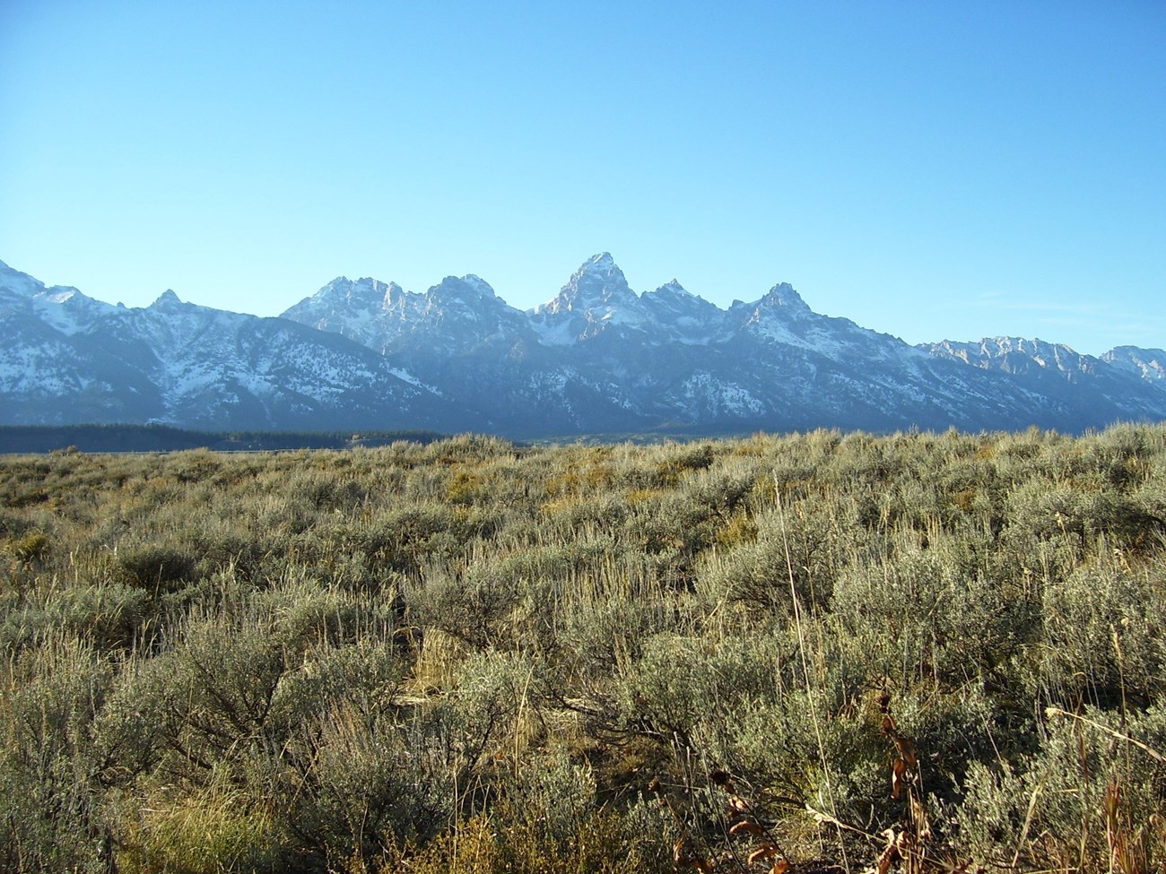 Teton Range from Blacktail Butte with sagebrush and new snow in mountains