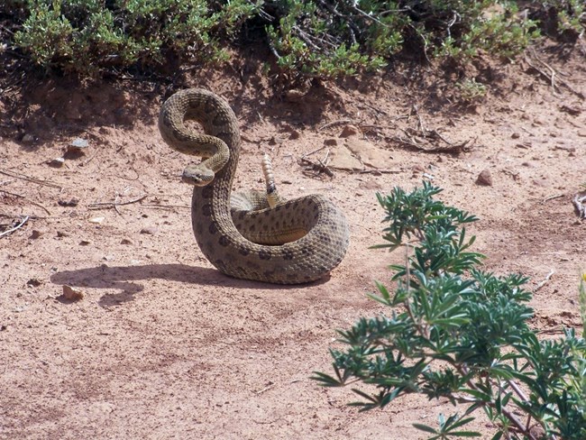 a prairie rattlesnake coils up in a striking position in brown dirt