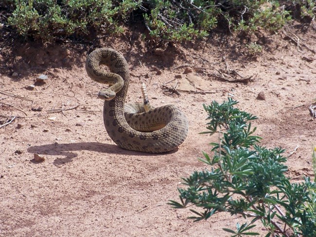 Prairie Rattlesnakes in the Badlands (U.S. National Park Service)