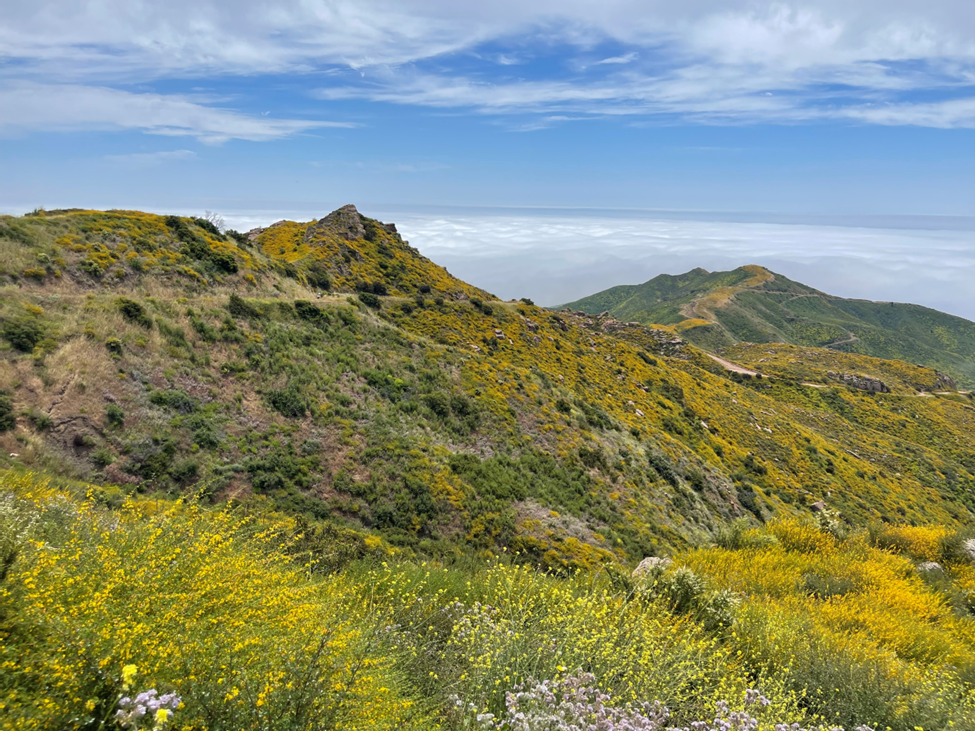 Photo of a mountain hillslope with flowers.