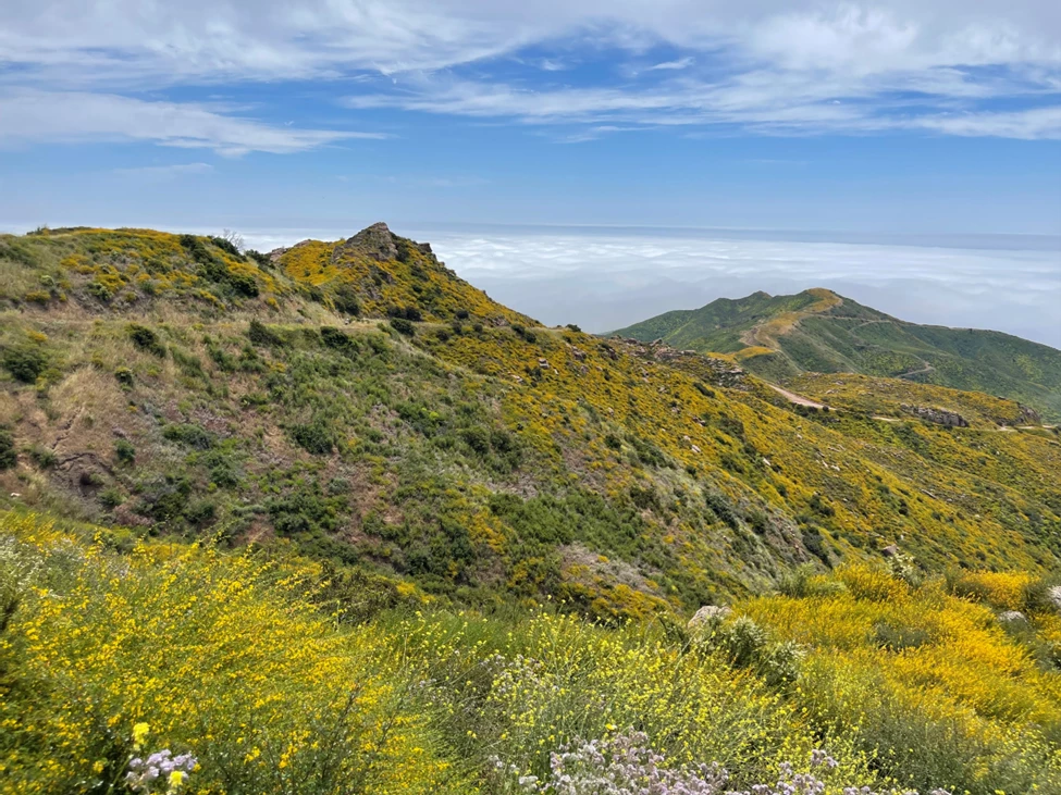 FIG 1 - HODNETT SAMO Photo of a mountain hillslope with flowers.