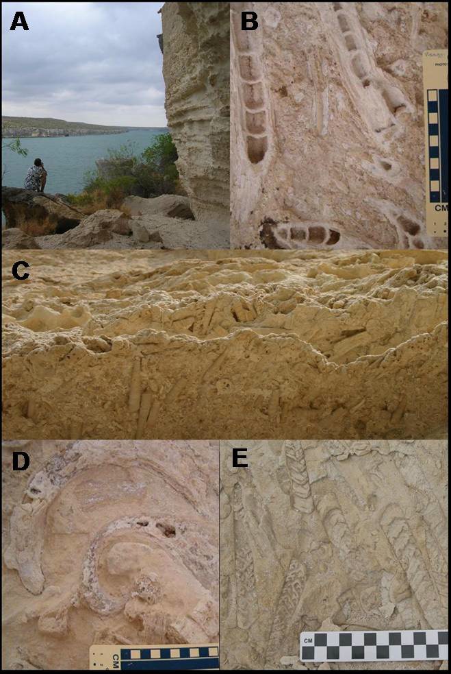 photo of fossil site an a lakeshore and four photos of fossils