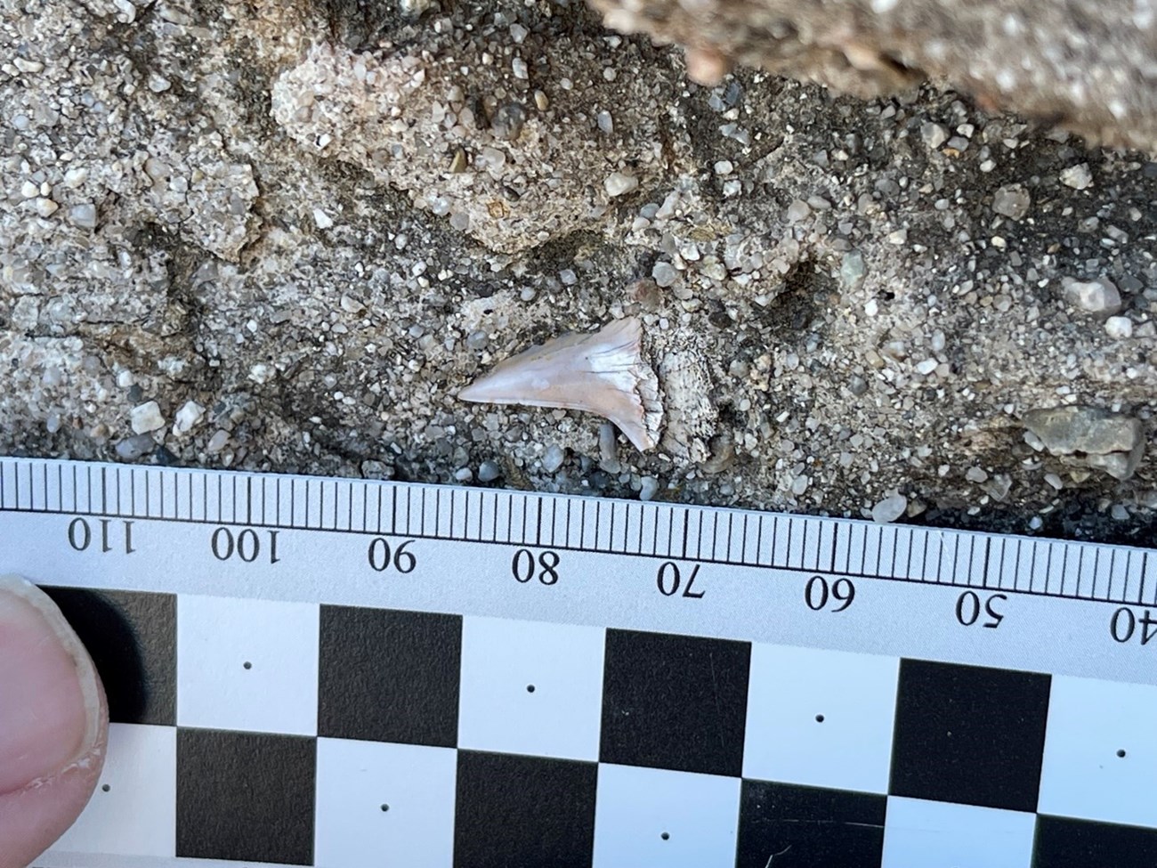 Photo of a fossil shark tooth in a conglomerate.