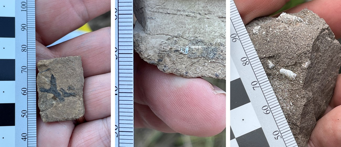 3 photos of small rocks with tiny fossils