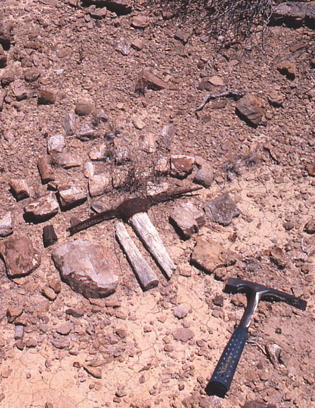 FIG 4 - t lehman photos 1980 deinosuchus area b brown march pick monument as found surrounded by bonesA Photo of rocks and broken tools on the ground.