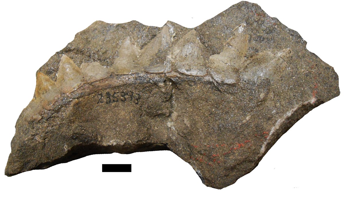 Fossil Inventories Uncover Permian Sharks in Western National Parks (U.S. National Park Service)