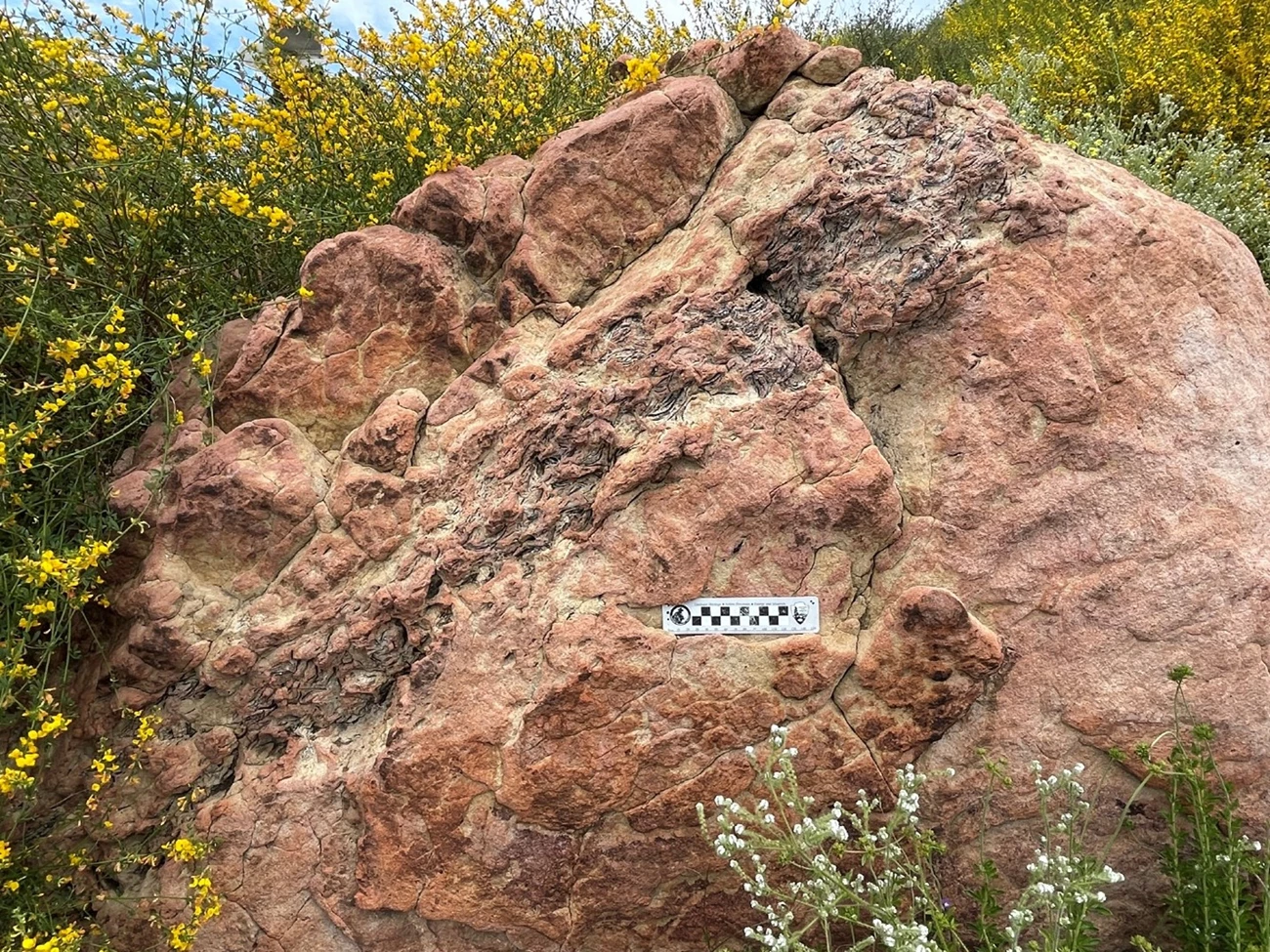 FIG 5 - HODNETT SAMO Photo of a large boulder with a band of fossils.