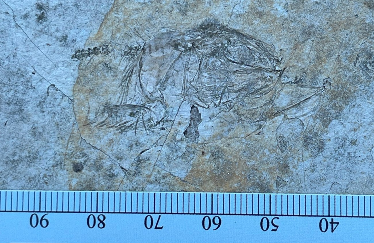 Photo of a fossil fish.