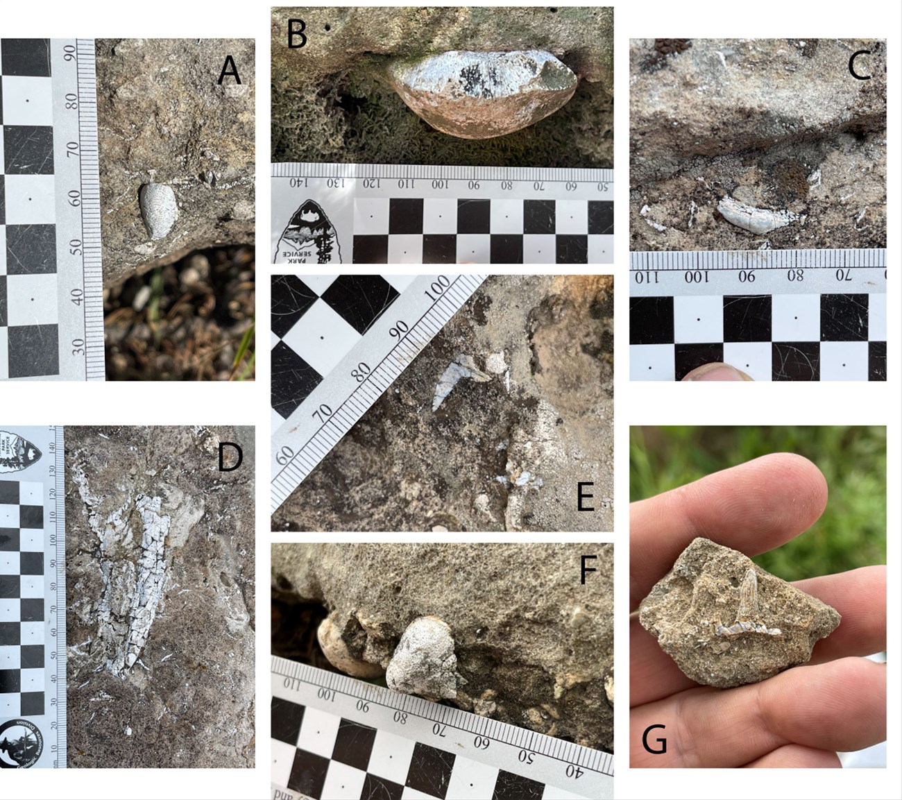 mosaic of 7 photos of a variety of small fossil fragments in rocks