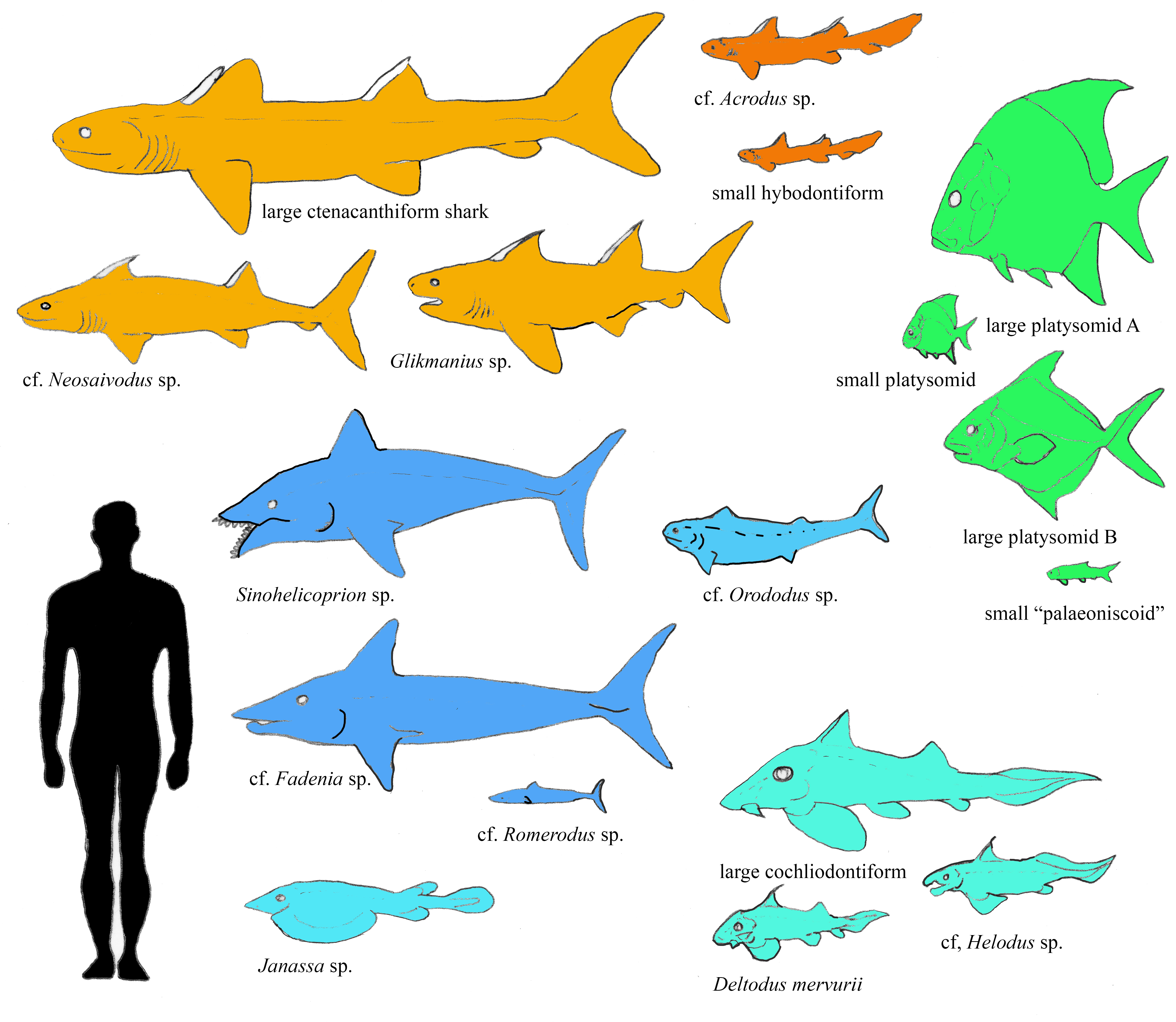 41 Intriguing Shark Finning Statistics 