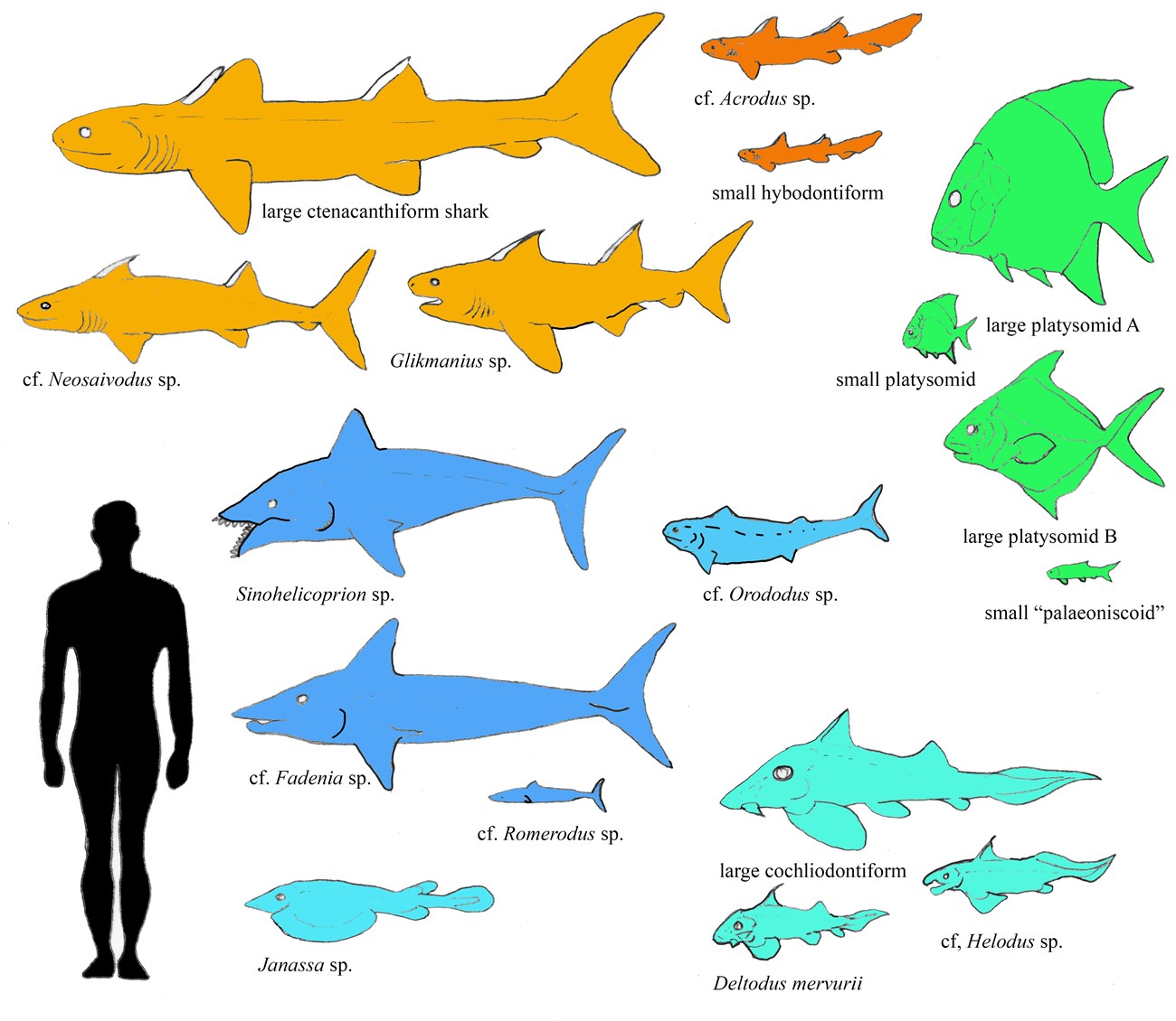 illustration showing outlines of 17 different fish and shark body types