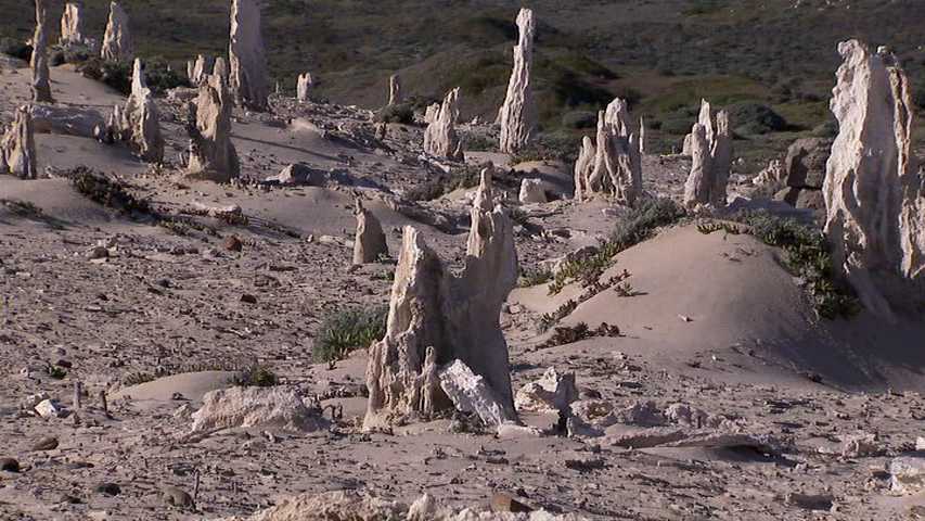 FIG. 5 - TWEET caliche forest