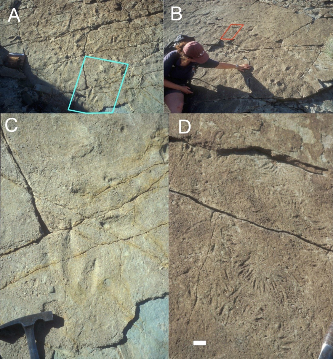 4 photos of dinosaur tracks and feeding traces on rock slab surfaces