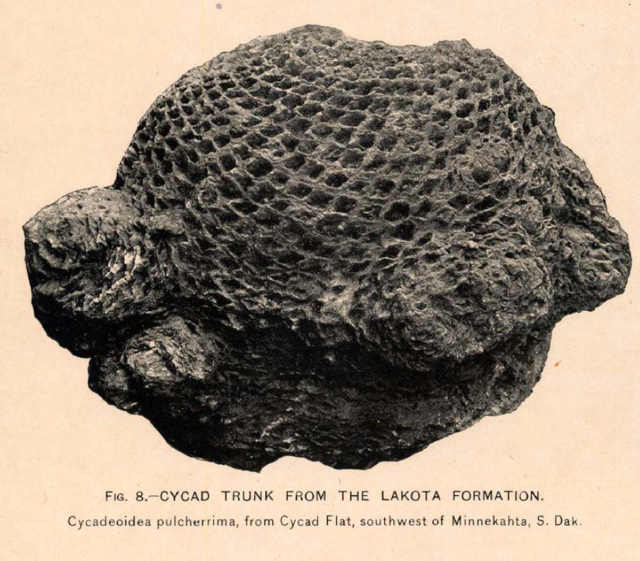 Illustration of a fossil of the base of a cycad plant