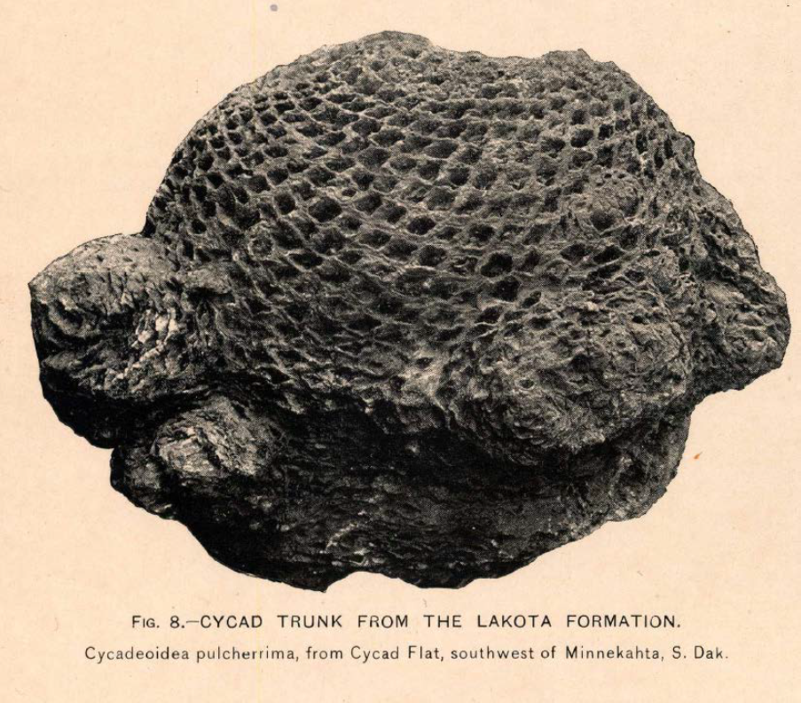 FIGURE 2 - FOCY Illustration of a fossil of the base of a cycad plant