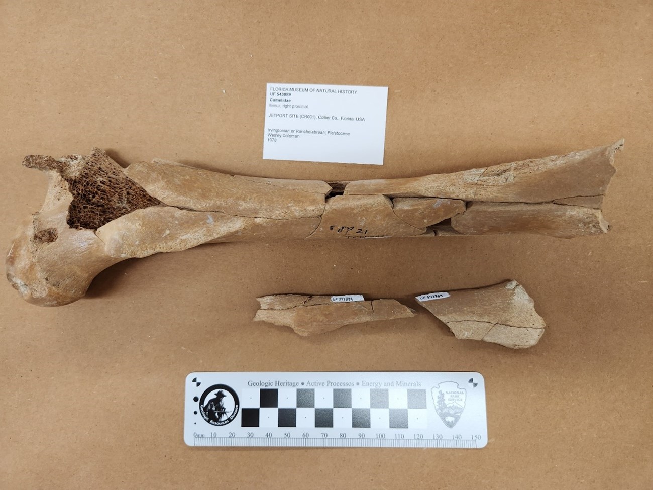 Photo of a fossil bone with a ruler for scale.