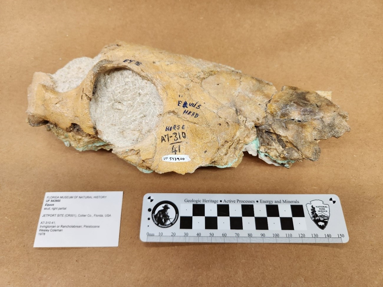 Photo of a fossil skull with a ruler for scale.