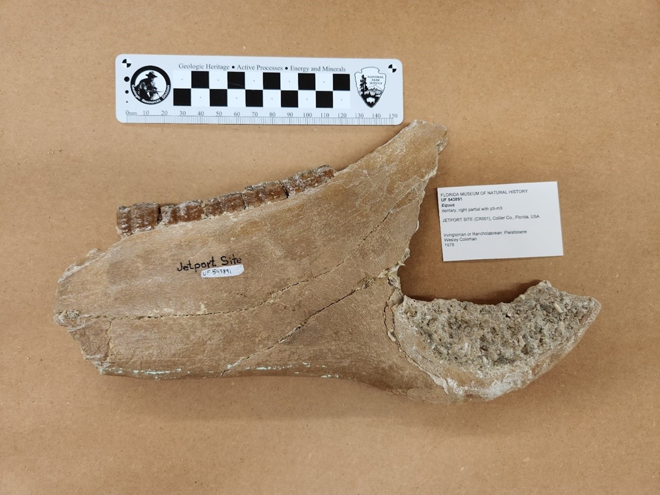 Photo of a fossil jaw bone with a ruler for scale.