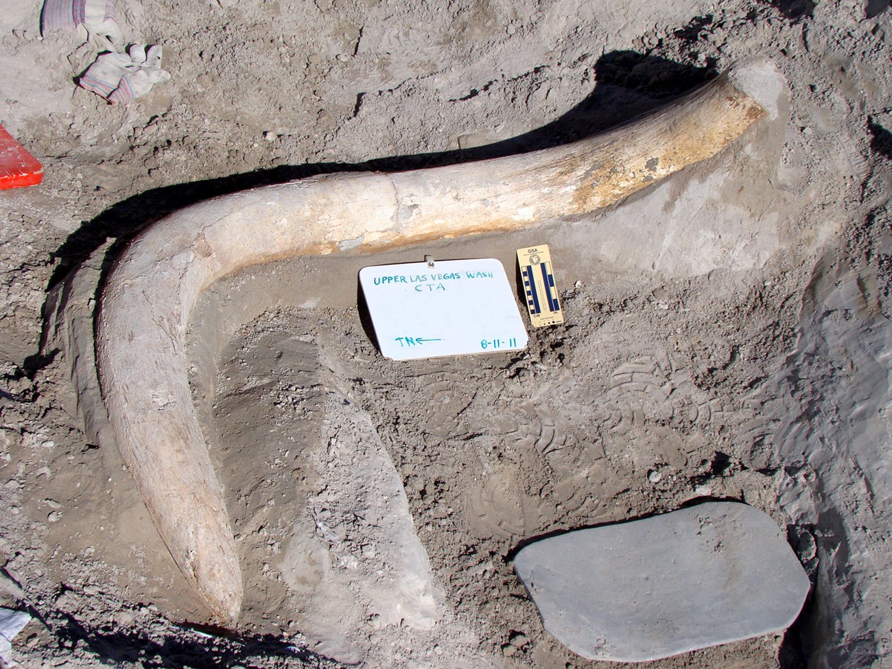 fossil mammoth tusk