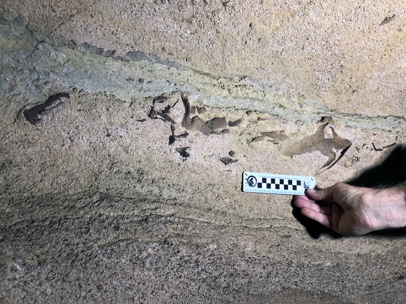fossils in a cave wall with a person's hand holding a ruler scale