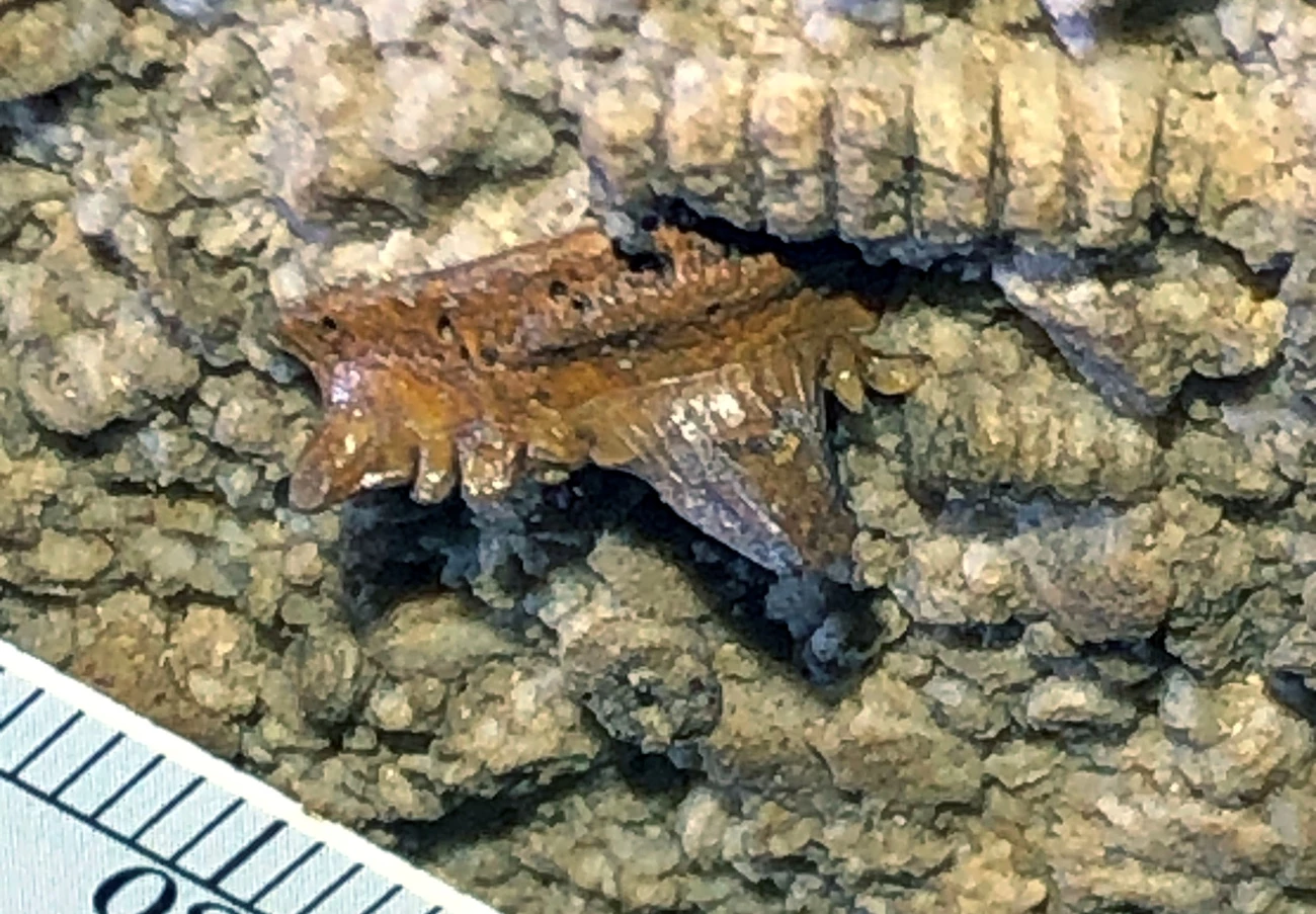 FIG. 4 - HODNETT fossil shark tooth