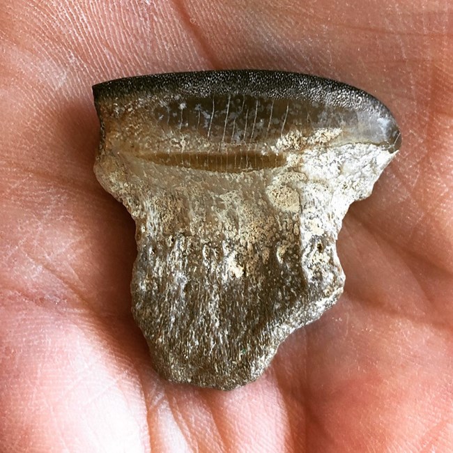fossil tooth in the palm of a person's hand