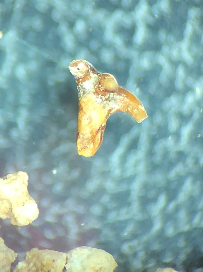 a fossil shark tooth