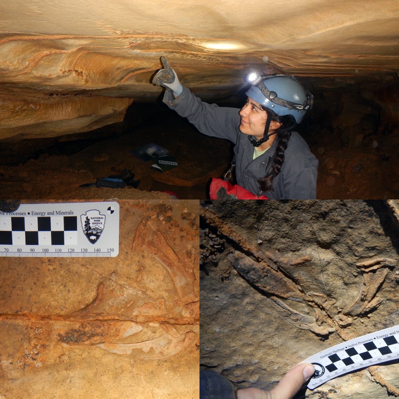 three photos; one of a person in a cave and two close-ups of small fossils in rock matrix