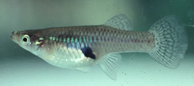 A lateral view of a fish is shown with its head facing left