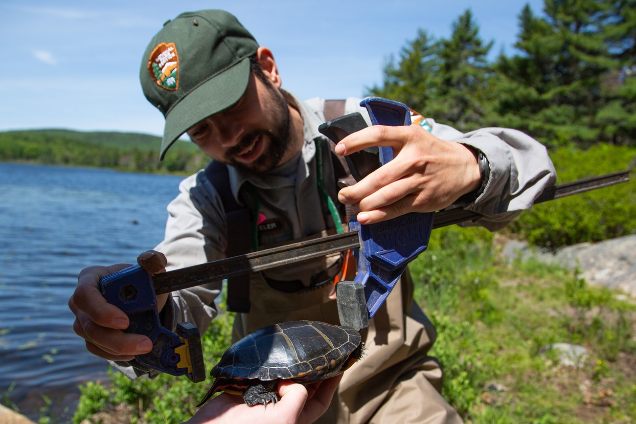 a biologist next to a pond uses an instrument to measure a turtle