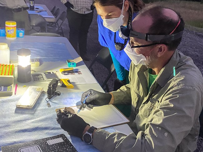 Person seated at a table outside wearing a headlamp. He has a bat in one hand, and is writing on a data sheet with the other hand. Another person looks on.